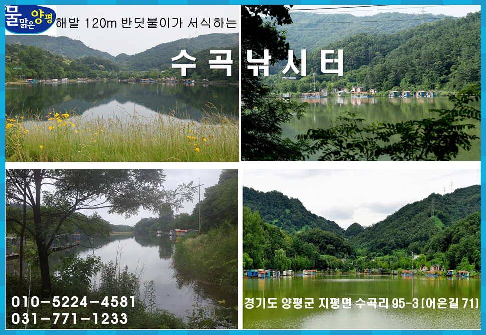 양평 수곡낚시터 주중 조황정보 (유료터정보 - 유료터점주조황)
