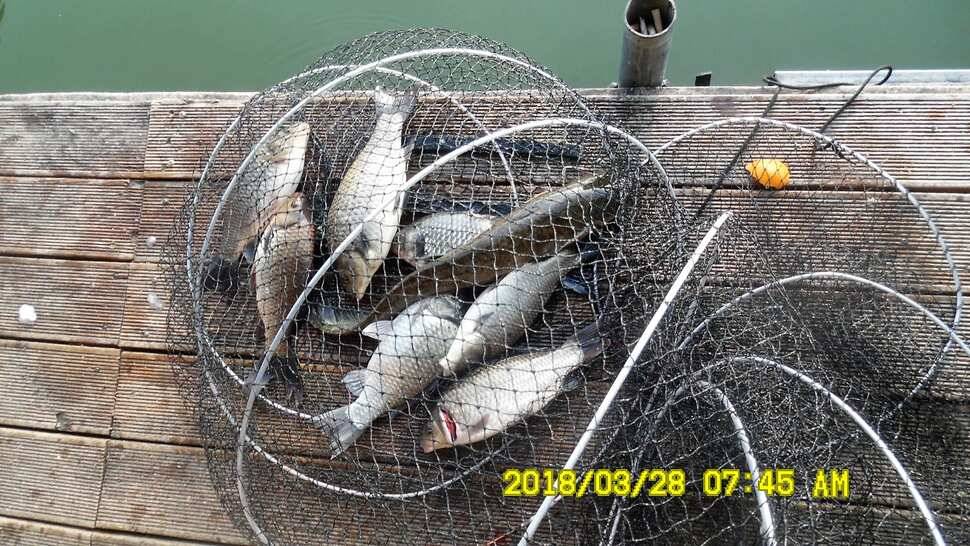 반제지 조황정보입니다 (유료터정보 - 유료터점주조황)
