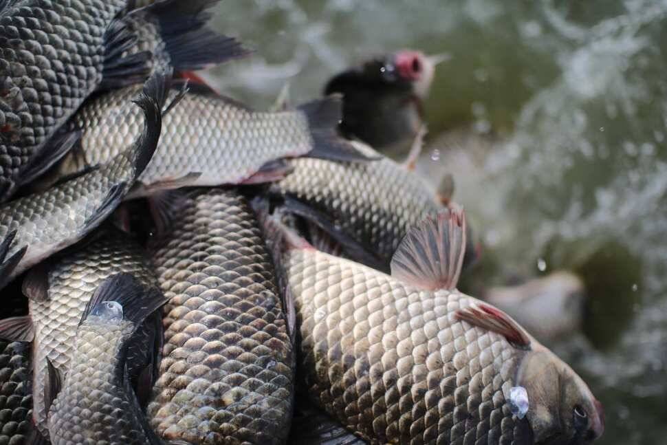 fish_pay_10b72_091841_50494.jpg