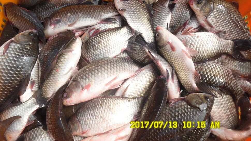 오름수위 반제지 대박 (유료터정보 - 유료터점주조황)