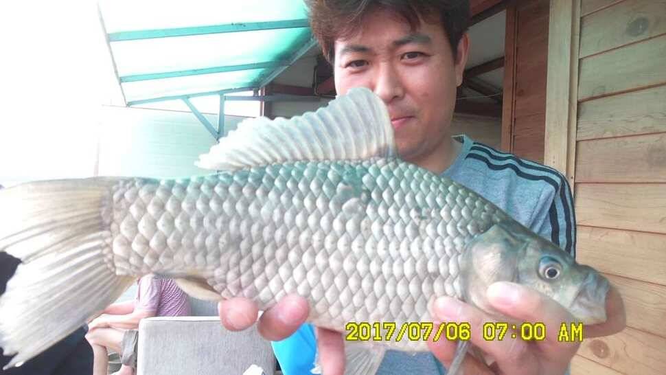 낚시터 안성 반제지 소식 (유료터정보 - 유료터점주조황)