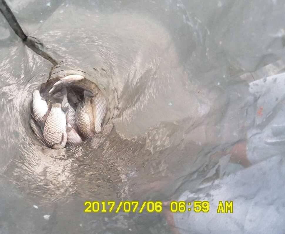 낚시터 안성 반제지 소식 (유료터정보 - 유료터점주조황)