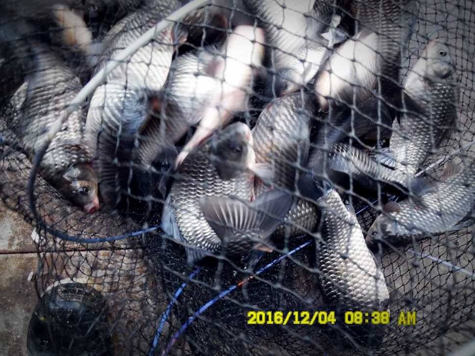 반제지 주말조황정보입니다 (유료터정보 - 유료터점주조황)