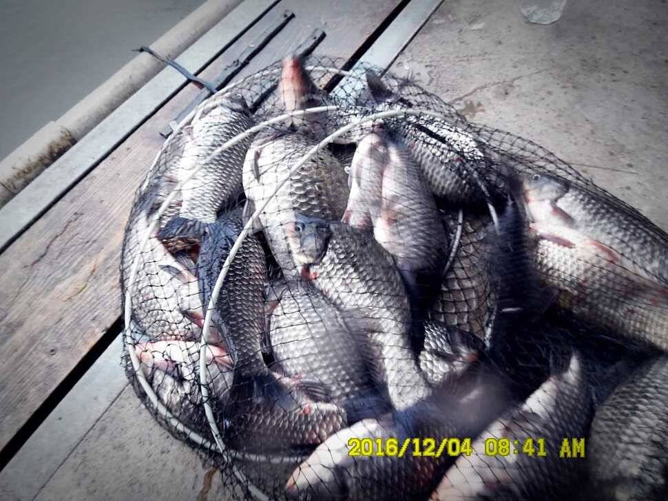 반제지 주말조황정보입니다 (유료터정보 - 유료터점주조황)