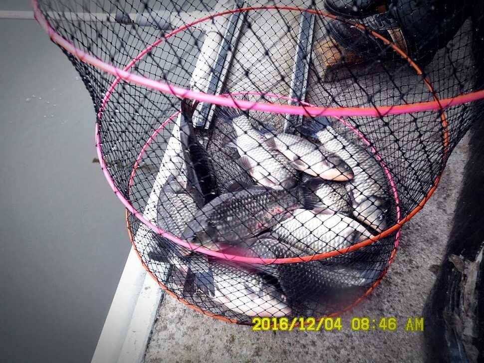 반제지 주말조황정보입니다 (유료터정보 - 유료터점주조황)