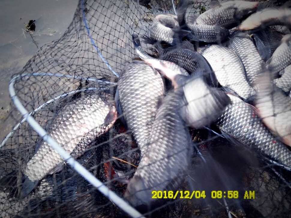 반제지 주말조황정보입니다 (유료터정보 - 유료터점주조황)