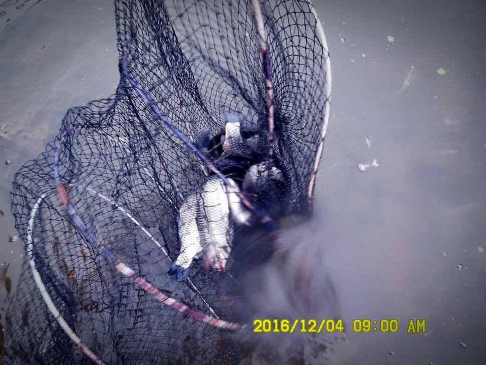 반제지 주말조황정보입니다 (유료터정보 - 유료터점주조황)