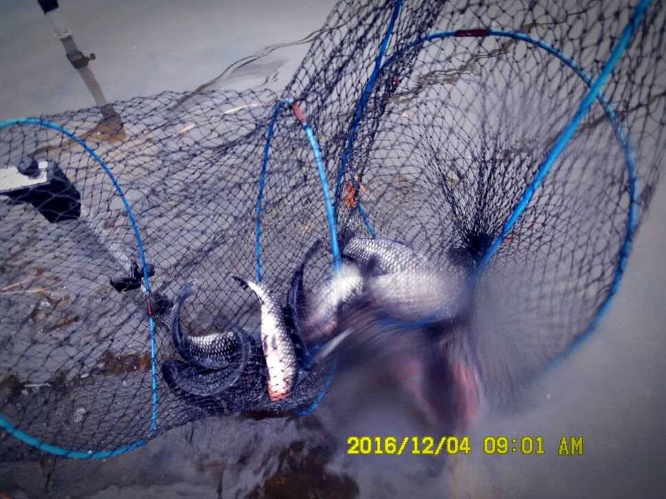 반제지 주말조황정보입니다 (유료터정보 - 유료터점주조황)