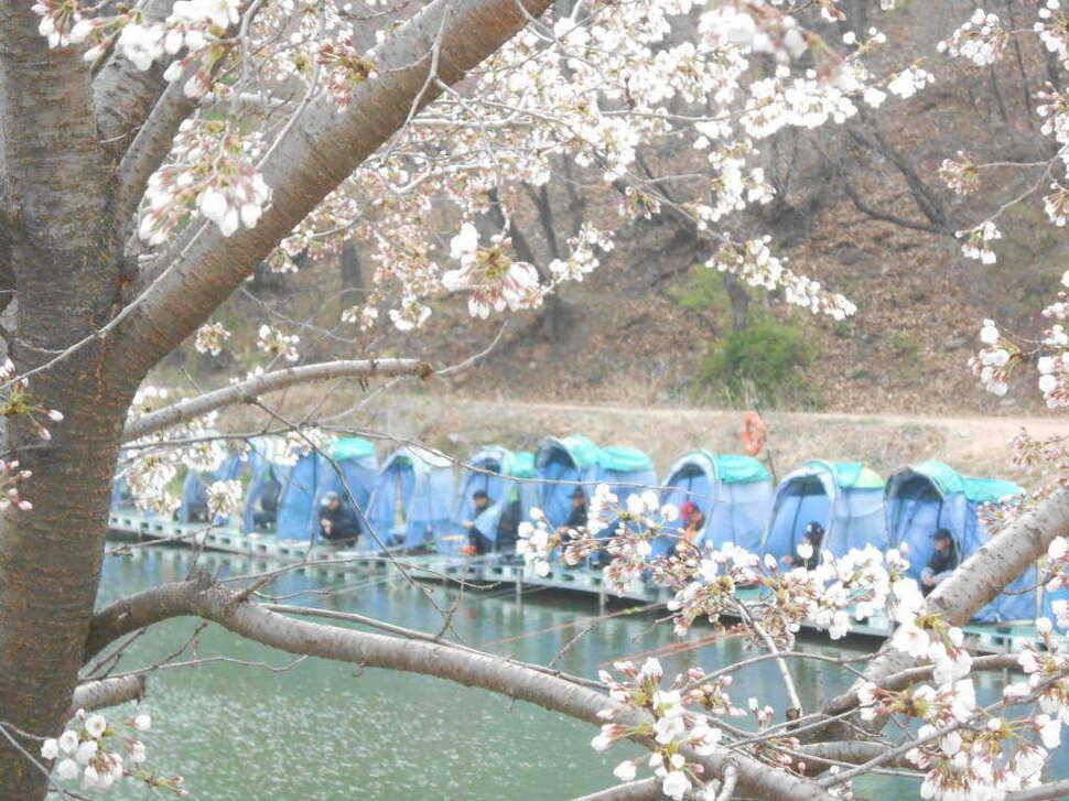 실시간 조황사진 입니다 (유료터정보 - 유료터점주조황)