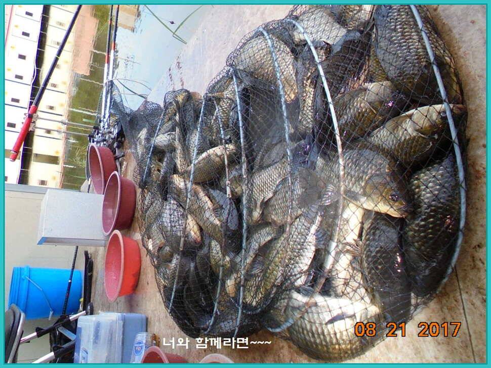 도심속의 작은 쉼터 화성 관리 낚시터입니다관리의 밤은 예술입니다 (유료터정보 - 유료터점주조황)