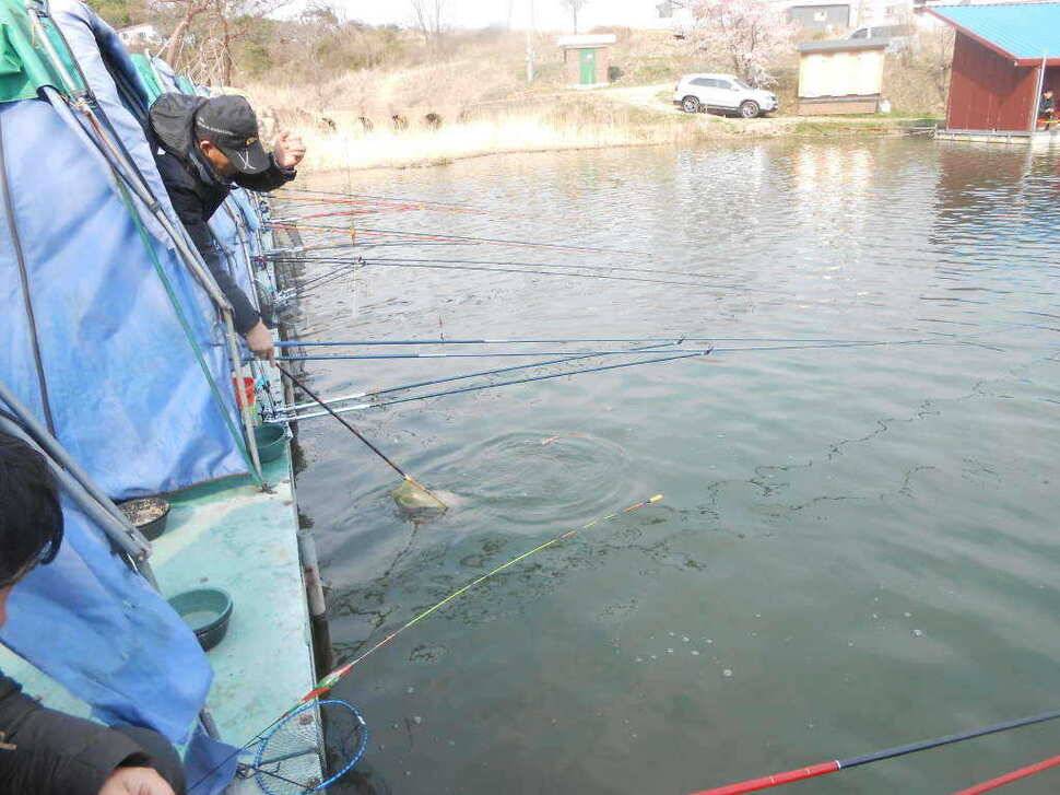 실시간 조황사진 입니다 (유료터정보 - 유료터점주조황)