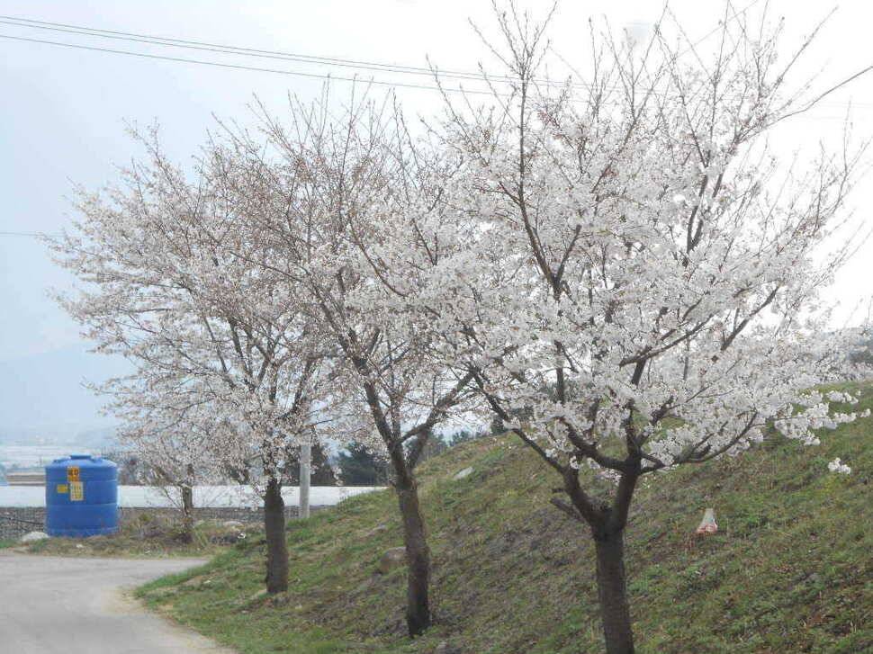 실시간 조황사진 입니다 (유료터정보 - 유료터점주조황)