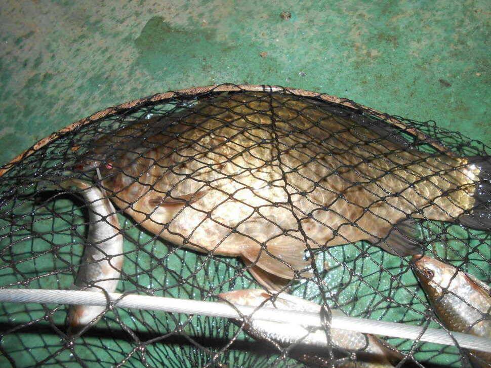 실시간 조황사진 입니다 (유료터정보 - 유료터점주조황)