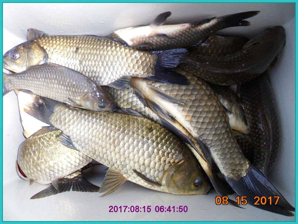 도심속의 작은 쉼터 화성 관리 낚시터입니다관리의 밤은 예술입니다 (유료터정보 - 유료터점주조황)