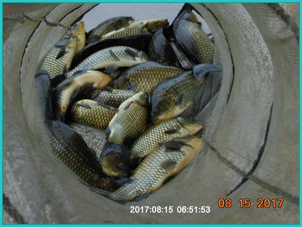 도심속의 작은 쉼터 화성 관리 낚시터입니다관리의 밤은 예술입니다 (유료터정보 - 유료터점주조황)