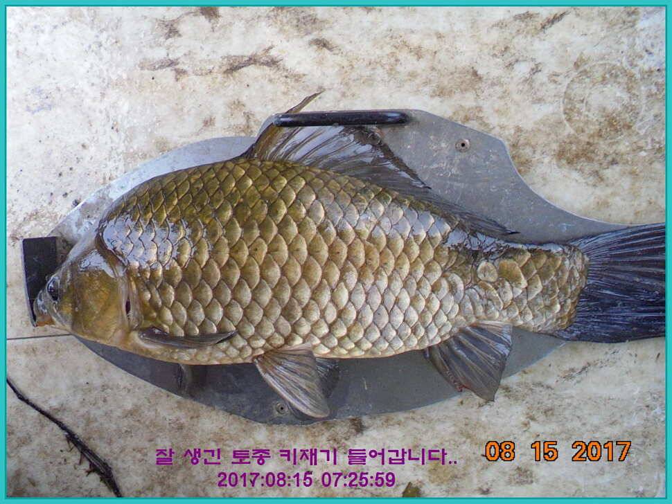 도심속의 작은 쉼터 화성 관리 낚시터입니다관리의 밤은 예술입니다 (유료터정보 - 유료터점주조황)