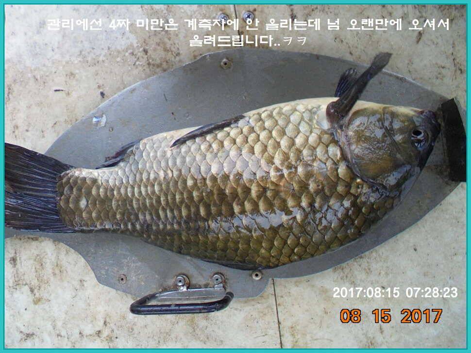 도심속의 작은 쉼터 화성 관리 낚시터입니다관리의 밤은 예술입니다 (유료터정보 - 유료터점주조황)