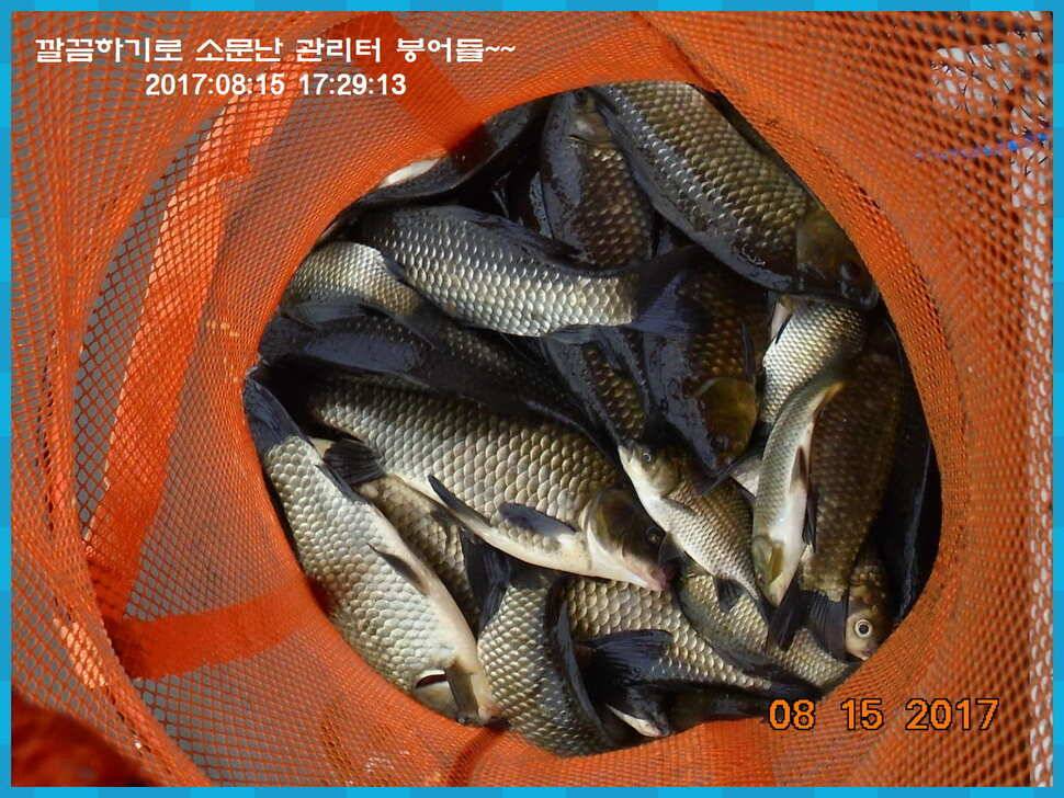 도심속의 작은 쉼터 화성 관리 낚시터입니다관리의 밤은 예술입니다 (유료터정보 - 유료터점주조황)