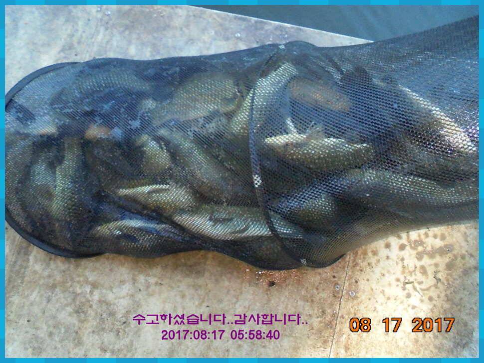 도심속의 작은 쉼터 화성 관리 낚시터입니다관리의 밤은 예술입니다 (유료터정보 - 유료터점주조황)