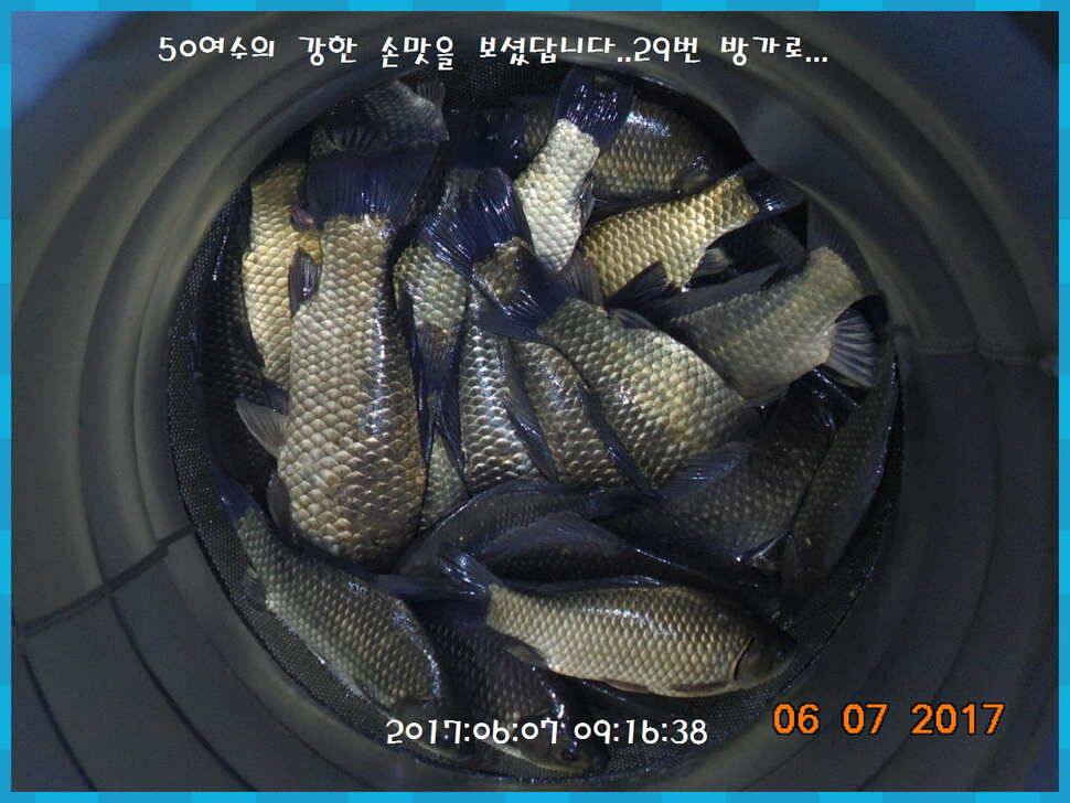도심속의 작은 쉼터 화성 관리 낚시터입니다 (유료터정보 - 유료터점주조황)