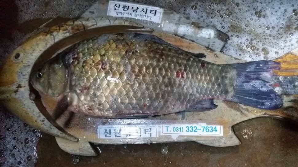 12월 4일 방류 동영상 (유료터정보 - 유료터점주조황)