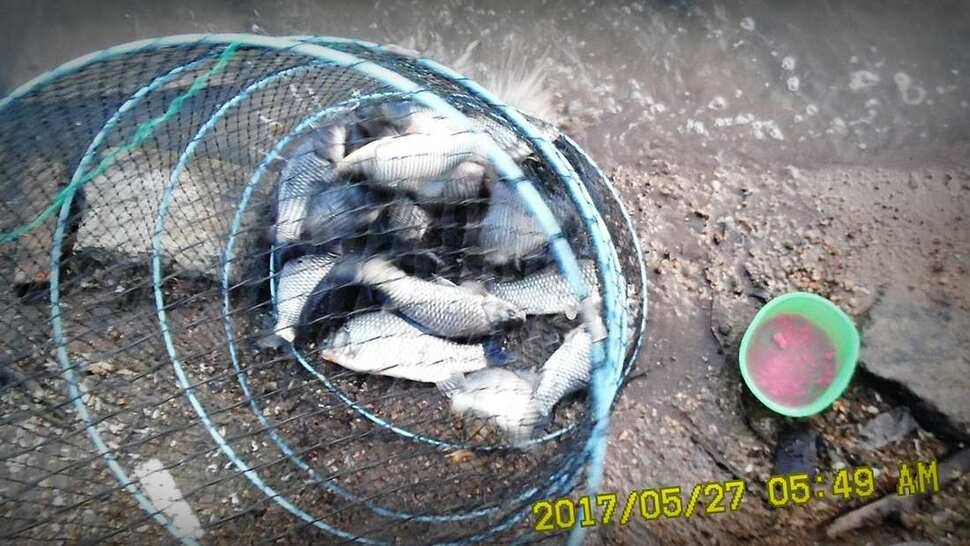 낚시터 안성 반제지 소식 (유료터정보 - 유료터점주조황)