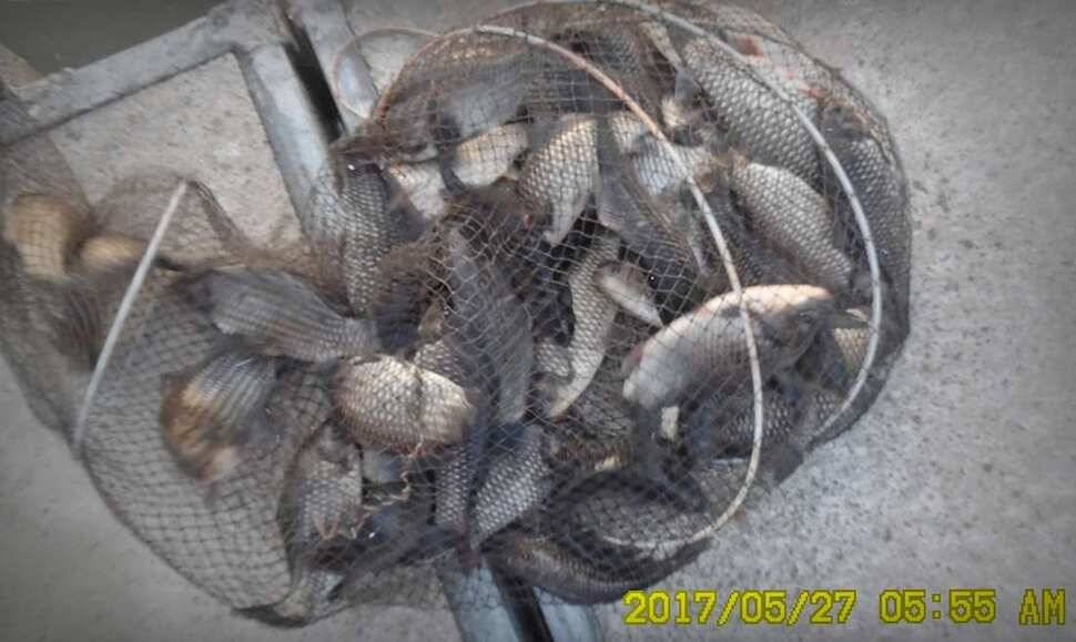 낚시터 안성 반제지 소식 (유료터정보 - 유료터점주조황)