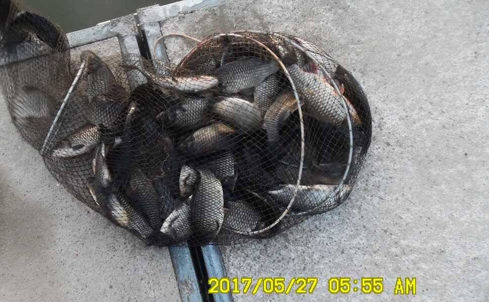 낚시터 안성 반제지 소식 (유료터정보 - 유료터점주조황)