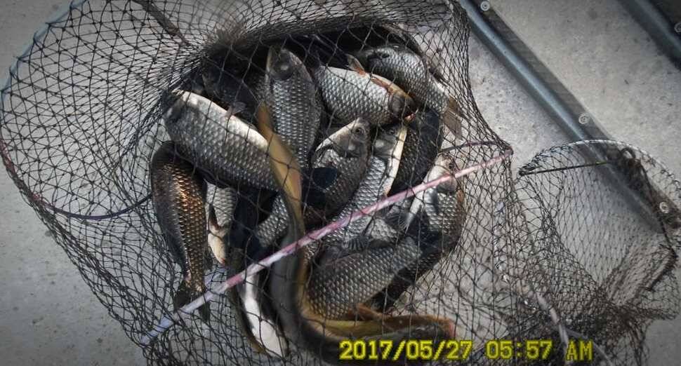 낚시터 안성 반제지 소식 (유료터정보 - 유료터점주조황)