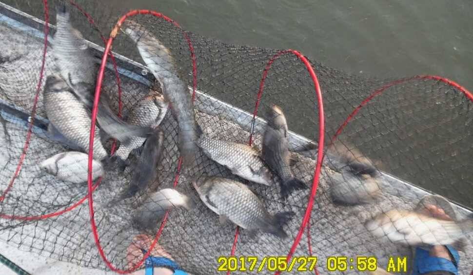 낚시터 안성 반제지 소식 (유료터정보 - 유료터점주조황)