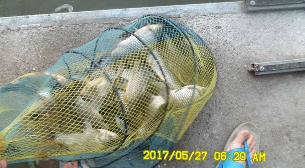 낚시터 안성 반제지 소식 (유료터정보 - 유료터점주조황)