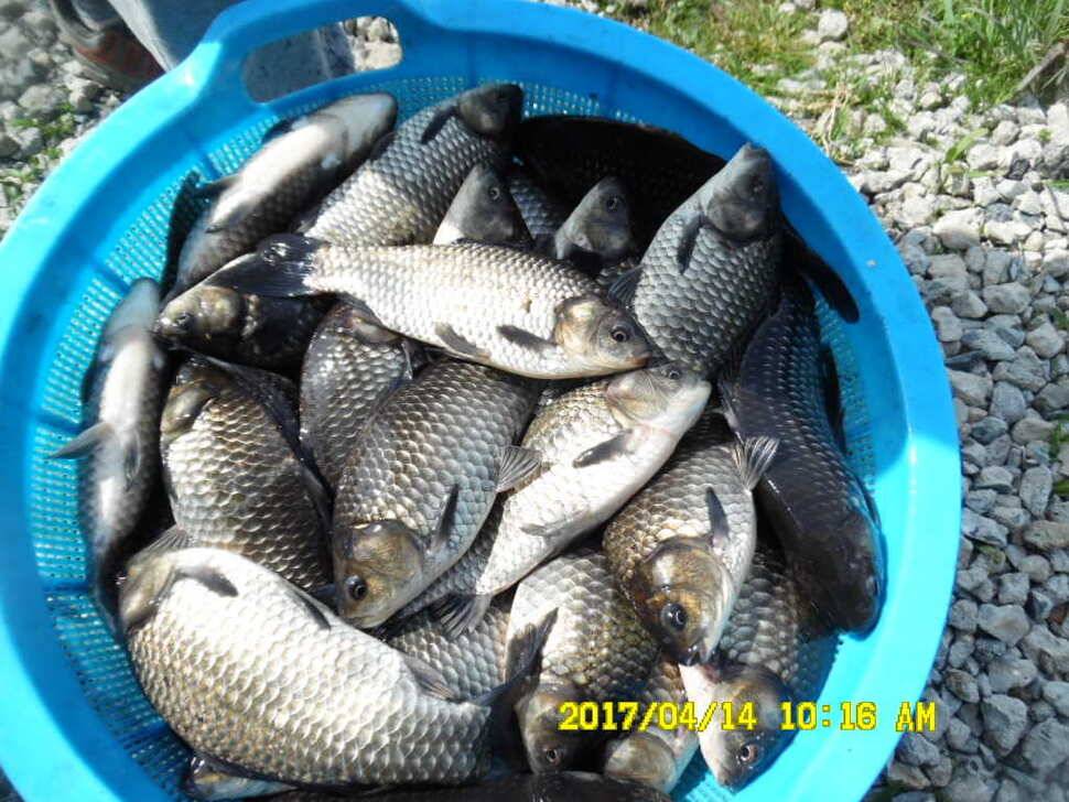 경주동산낚시터 (유료터정보 - 유료터점주조황)