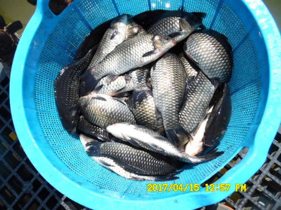 경주동산낚시터 (유료터정보 - 유료터점주조황)