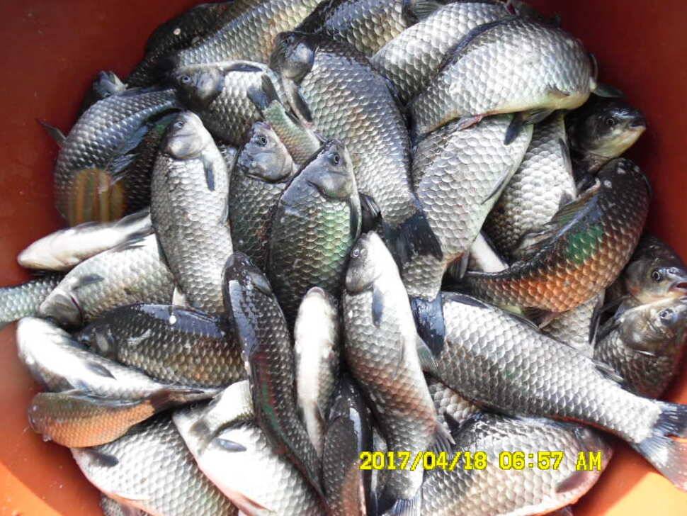 경주동산낚시터 (유료터정보 - 유료터점주조황)