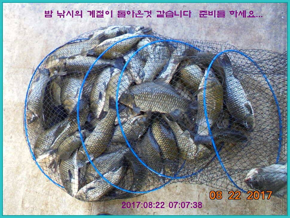 도심속의 작은 쉼터 화성 관리 낚시터입니다밤의 열기속으로 (유료터정보 - 유료터점주조황)