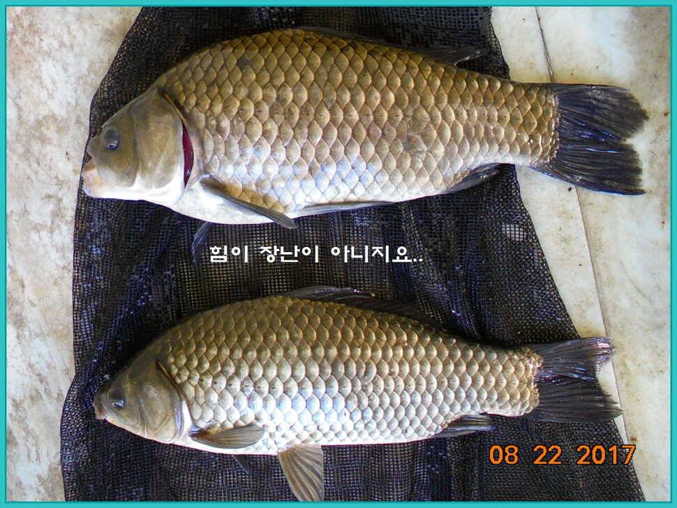 도심속의 작은 쉼터 화성 관리 낚시터입니다밤의 열기속으로 (유료터정보 - 유료터점주조황)