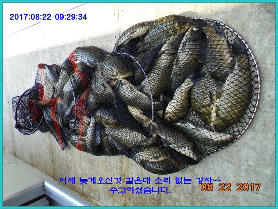 도심속의 작은 쉼터 화성 관리 낚시터입니다밤의 열기속으로 (유료터정보 - 유료터점주조황)