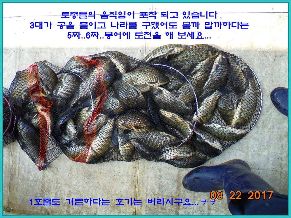 도심속의 작은 쉼터 화성 관리 낚시터입니다밤의 열기속으로 (유료터정보 - 유료터점주조황)