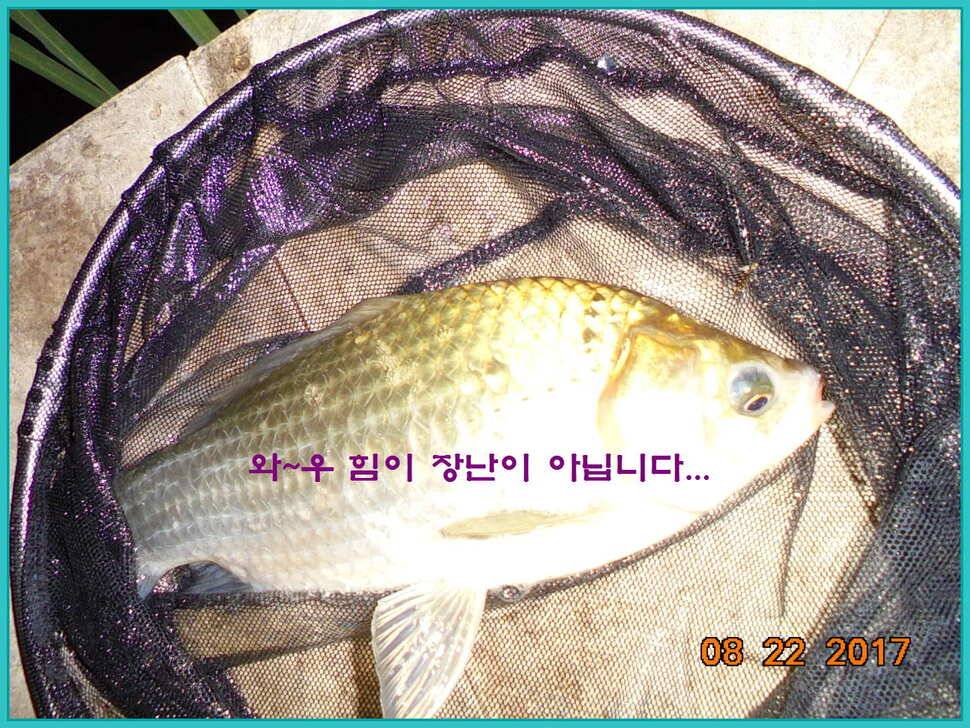 도심속의 작은 쉼터 화성 관리 낚시터입니다밤의 열기속으로 (유료터정보 - 유료터점주조황)
