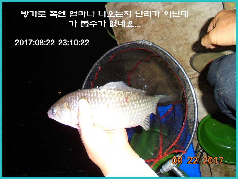 도심속의 작은 쉼터 화성 관리 낚시터입니다밤의 열기속으로 (유료터정보 - 유료터점주조황)