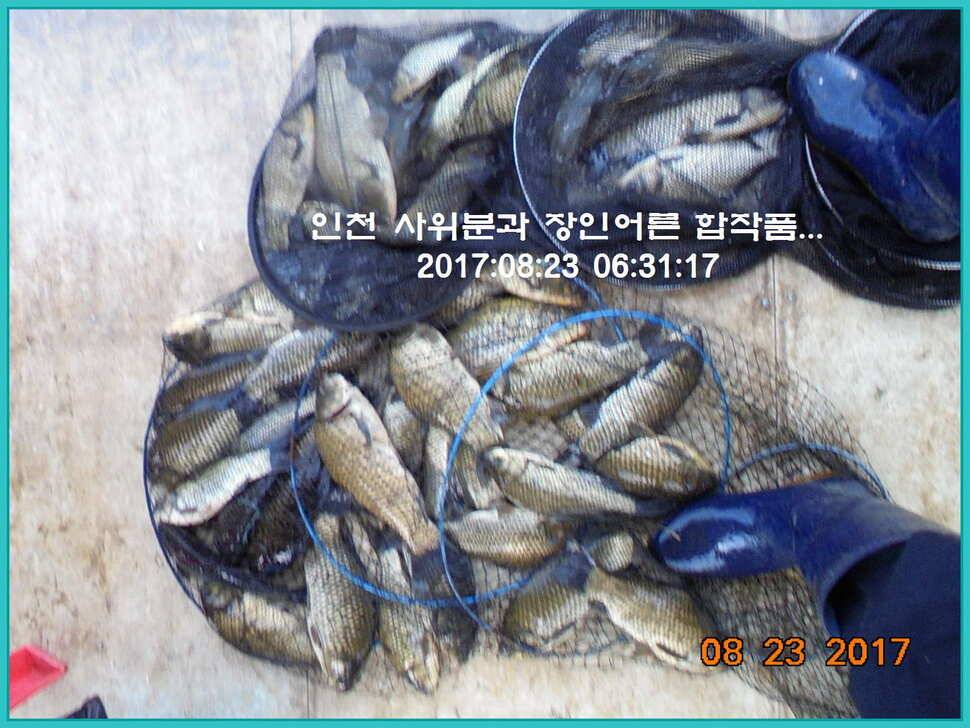 도심속의 작은 쉼터 화성 관리 낚시터입니다밤의 열기속으로 (유료터정보 - 유료터점주조황)