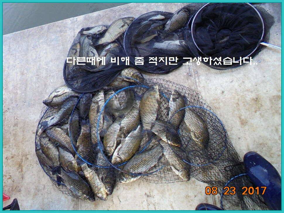 도심속의 작은 쉼터 화성 관리 낚시터입니다밤의 열기속으로 (유료터정보 - 유료터점주조황)