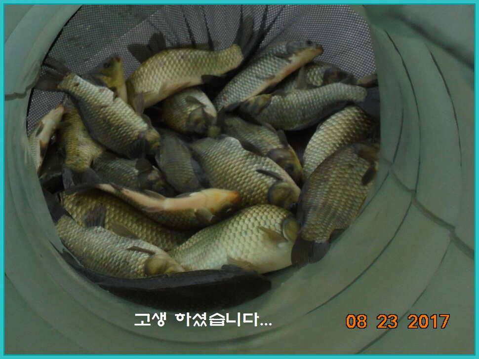 도심속의 작은 쉼터 화성 관리 낚시터입니다밤의 열기속으로 (유료터정보 - 유료터점주조황)