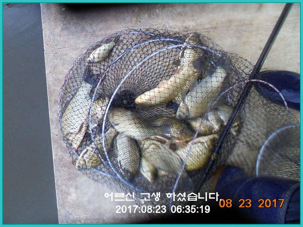 도심속의 작은 쉼터 화성 관리 낚시터입니다밤의 열기속으로 (유료터정보 - 유료터점주조황)