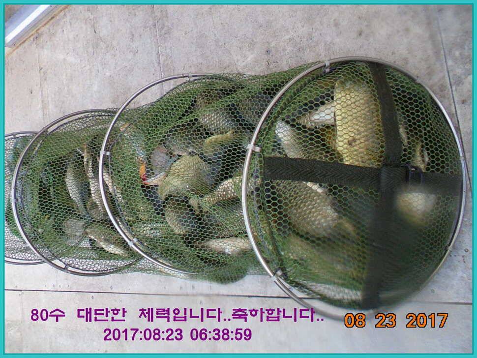 도심속의 작은 쉼터 화성 관리 낚시터입니다밤의 열기속으로 (유료터정보 - 유료터점주조황)