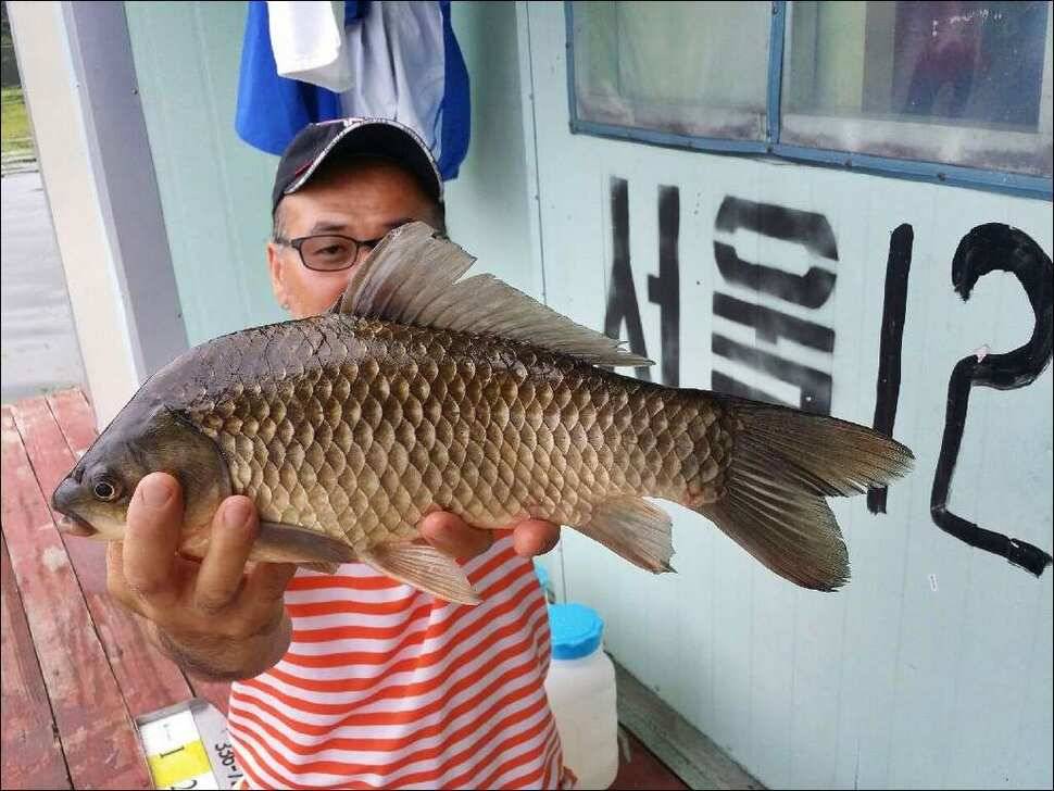 170730 송전지 서울집 4짜의 (유료터정보 - 유료터점주조황)