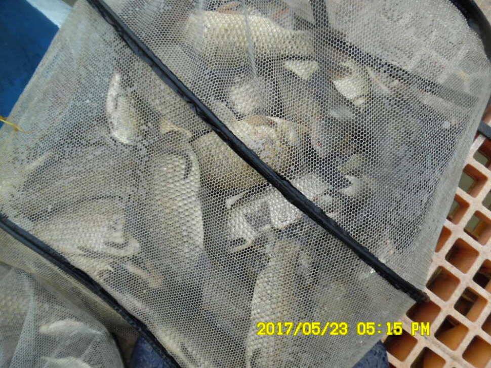 경주 동산낚시터 지난주 조황 (유료터정보 - 유료터점주조황)