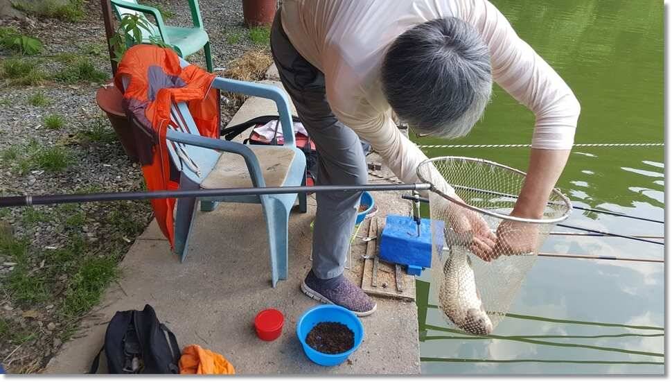 택암낚시터 한주간 이모저모 (유료터정보 - 유료터점주조황)