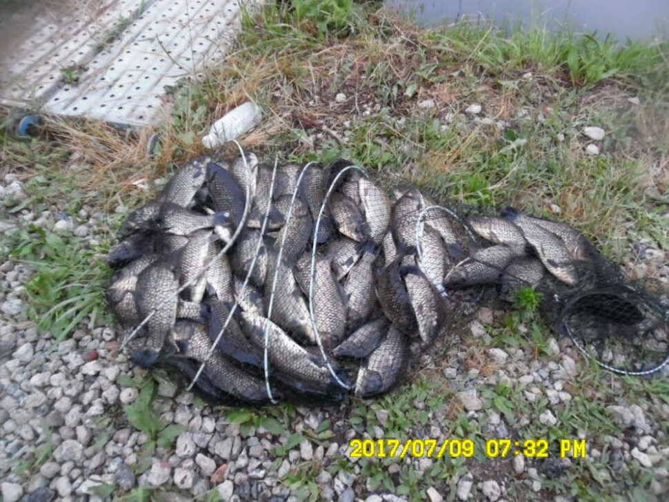 경주동산낚시터 지난주부터 월척급 붕어들이 마리수로 터졌습니다 (유료터정보 - 유료터점주조황)