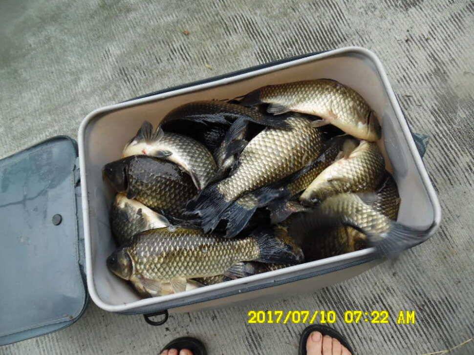 경주동산낚시터 지난주부터 월척급 붕어들이 마리수로 터졌습니다 (유료터정보 - 유료터점주조황)